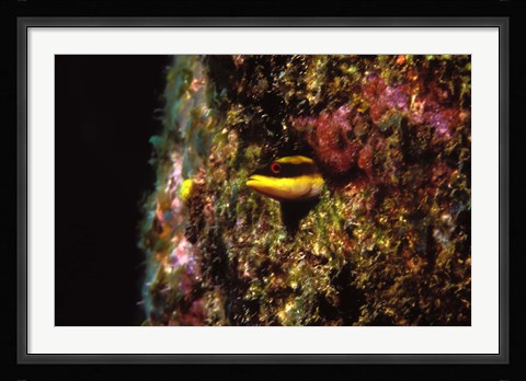 Framed Wrasse blenny in coral wall in the sea Print
