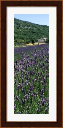 Framed Lavender crop with a monastery in the background, Abbaye De Senanque, Provence-Alpes-Cote d&#39;Azur, France Print