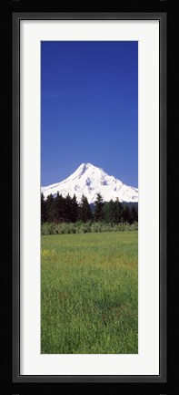 Framed Field with a snowcapped mountain in the background, Mt Hood, Oregon (vertical) Print