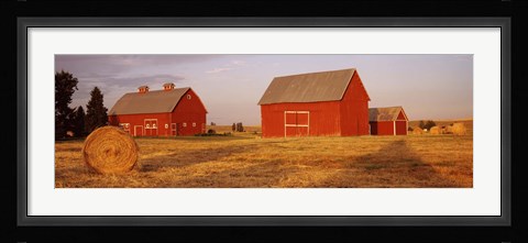 Framed Red barns in a farm, Palouse, Whitman County, Washington State, USA Print