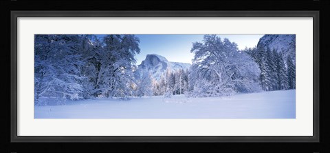 Framed Oak trees and rock formations covered with snow, Half Dome, Yosemite National Park, California Print