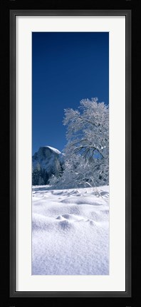 Framed Oak tree and rock formations covered with snow, Half Dome, Yosemite National Park, Mariposa County, California, USA Print