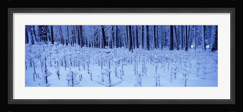 Framed Snow covered trees on a landscape, Yosemite Valley, Yosemite National Park, Mariposa County, California, USA Print