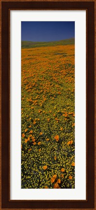 Framed Orange Wildflowers, California Print