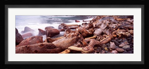 Framed Driftwood on the beach, Oregon Coast, Oregon, USA Print