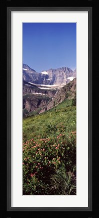 Framed Alpine wildflowers on a landscape, US Glacier National Park, Montana, USA Print