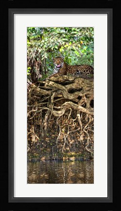 Framed Jaguar resting at the riverside, Three Brothers River, Meeting of the Waters State Park, Pantanal Wetlands, Brazil Print