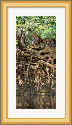Framed Jaguar resting at the riverside, Three Brothers River, Meeting of the Waters State Park, Pantanal Wetlands, Brazil Print