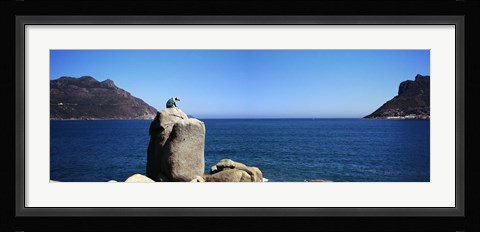 Framed Bronze leopard statue on a boulder, Hout Bay, Cape Town, Western Cape Province, South Africa Print