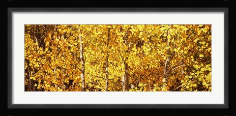 Framed Aspen trees with yellow foliage, Colorado, USA Print