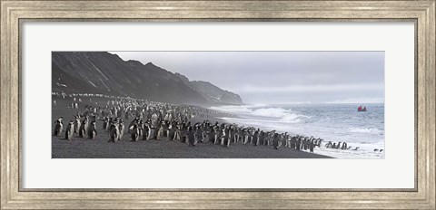 Framed Chinstrap penguins marching to the sea, Bailey Head, Deception Island, Antarctica Print