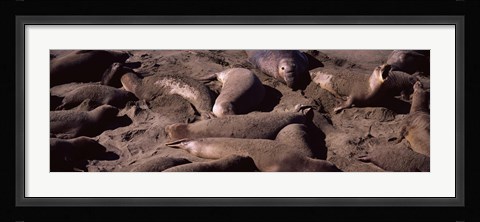 Framed Elephant seals on the beach, San Luis Obispo County, California Print