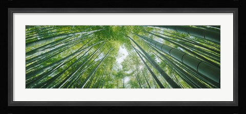 Framed Low angle view of bamboo trees, Hokokuji Temple, Kamakura, Kanagawa Prefecture, Kanto Region, Honshu, Japan Print