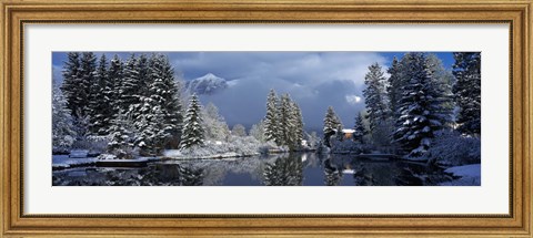 Framed Reflection of tree in a creek, Spring Creek, Mt Rundle, Canmore, Alberta, Canada Print