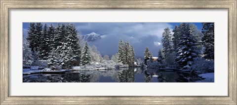 Framed Reflection of tree in a creek, Spring Creek, Mt Rundle, Canmore, Alberta, Canada Print