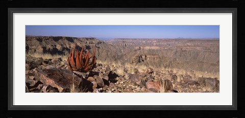 Framed Aloe growing at the edge of a canyon, Fish River Canyon, Namibia Print