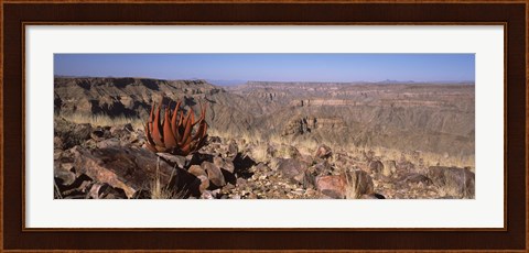 Framed Aloe growing at the edge of a canyon, Fish River Canyon, Namibia Print