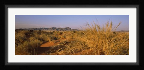 Framed Grass growing in a desert, Namib Rand Nature Reserve, Namib Desert, Namibia Print