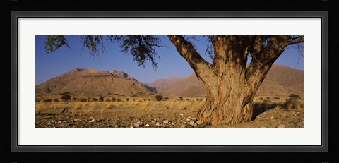 Framed Camelthorn tree (Acacia erioloba) with mountains in the background, Brandberg Mountains, Damaraland, Namib Desert, Namibia Print