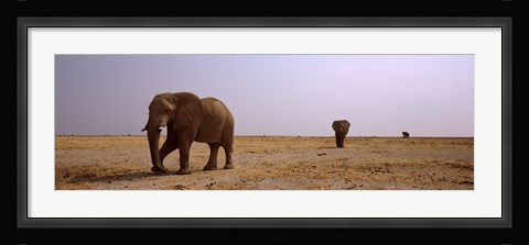 Framed Three African elephants (Loxodonta africana) bulls approaching a waterhole, Etosha National Park, Kunene Region, Namibia Print