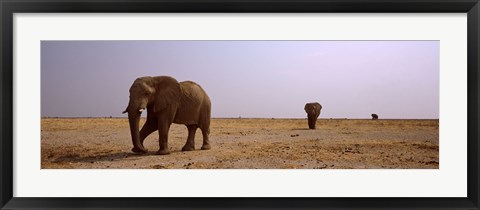 Framed Three African elephants (Loxodonta africana) bulls approaching a waterhole, Etosha National Park, Kunene Region, Namibia Print