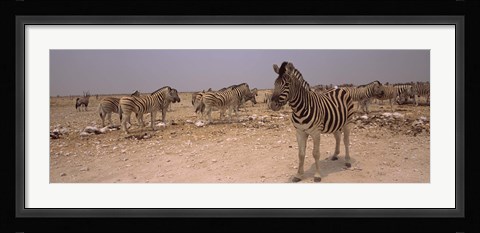 Framed Herd of Burchell's zebras (Equus quagga burchelli) in a field, Etosha National Park, Kunene Region, Namibia Print