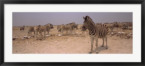 Framed Herd of Burchell&#39;s zebras (Equus quagga burchelli) in a field, Etosha National Park, Kunene Region, Namibia Print