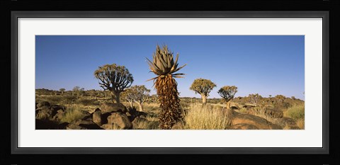 Framed Different Aloe species growing amongst the rocks at the Quiver tree (Aloe dichotoma) forest, Namibia Print