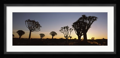 Framed Silhouette of Quiver trees (Aloe dichotoma) at sunset, Namibia Print