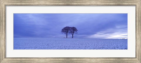 Framed Twin trees in a snow covered landscape, Warter Wold, Warter, East Yorkshire, England Print