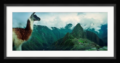 Framed Alpaca (Vicugna pacos) on a mountain with an archaeological site in the background, Inca Ruins, Machu Picchu, Cusco Region, Peru Print