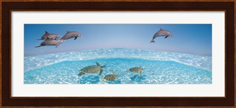 Framed Bottlenose Dolphin Jumping While Turtles Swimming Under Water Print