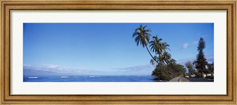 Framed Palm trees on the coast, Lahaina, Maui, Hawaii, USA Print