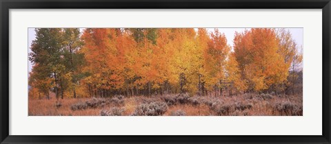 Framed Jackson Hole in Autumn Print