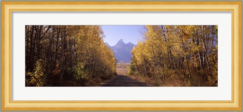 Framed Road passing through a forest, Grand Teton National Park, Teton County, Wyoming, USA Print