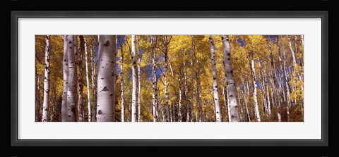 Framed Forest, Grand Teton National Park, Teton County, Wyoming, USA Print