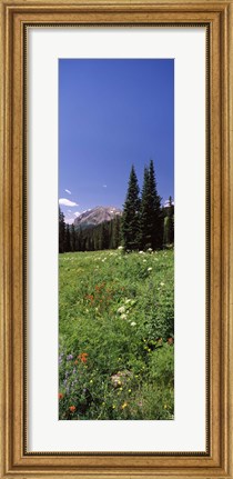 Framed Wildflowers in a forest, Crested Butte, Gunnison County, Colorado, USA Print