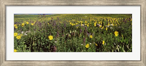 Framed Wildflowers in a field, Crested Butte, Colorado Print