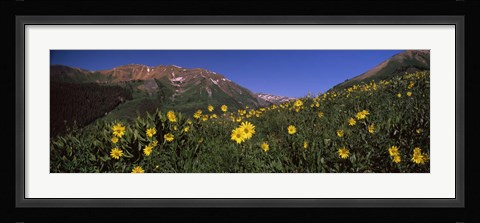 Framed Wildflowers in a forest, Kebler Pass, Crested Butte, Gunnison County, Colorado, USA Print