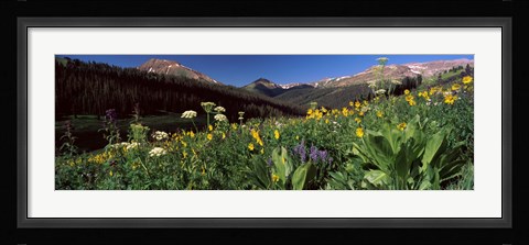 Framed Wildflowers in a forest, West Maroon Pass, Crested Butte, Gunnison County, Colorado, USA Print