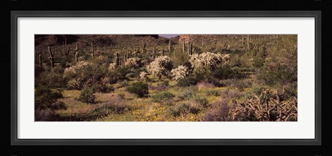 Framed Saguaro cacti (Carnegiea gigantea) on a landscape, Organ Pipe Cactus National Monument, Arizona, USA Print