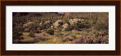 Framed Saguaro cacti (Carnegiea gigantea) on a landscape, Organ Pipe Cactus National Monument, Arizona, USA Print