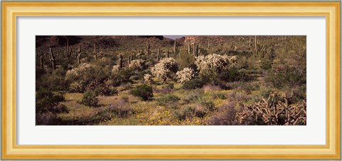 Framed Saguaro cacti (Carnegiea gigantea) on a landscape, Organ Pipe Cactus National Monument, Arizona, USA Print