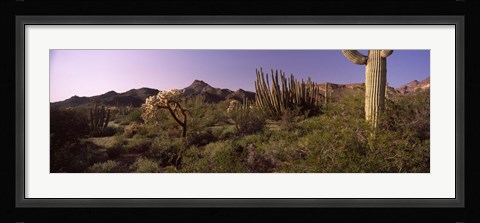 Framed Organ Pipe cactus, Arizona Print