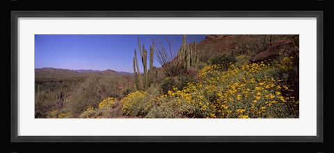 Framed Organ Pipe cactus and yellow wildflowers, Arizona Print