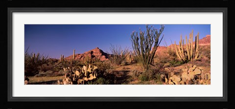 Framed Organ Pipe Cacti, Organ Pipe Cactus National Monument, Arizona, USA Print