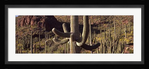 Framed Cacti on a landscape, Arizona Print