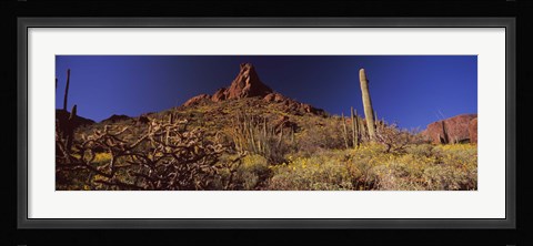 Framed Organ Pipe Cactus National Monument, Arizona Print