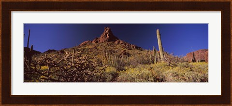 Framed Organ Pipe Cactus National Monument, Arizona Print