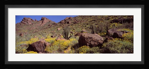 Framed Cacti with wildflowers on a landscape, Organ Pipe Cactus National Monument, Arizona, USA Print